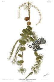 Baumläuferwaldsänger