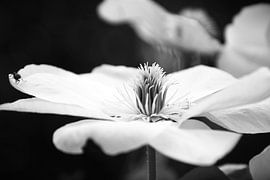 Fleur noir et blanc sur Joel Houbrigts