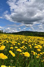 Eine Fläche mit Löwenzahnblüten im Frühling von Claude Laprise