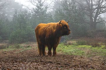 Mooie Schotse Hooglander rund in de mist in het bos