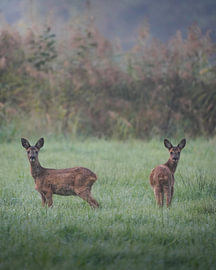 Junge Rehe