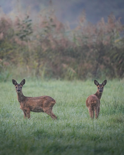 Young roe deer