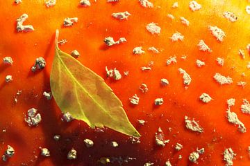 Herbstblatt auf Fliegenpilz von Antwan Janssen