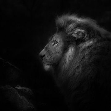 Royalty, portrait of a lion by Ruud Peters