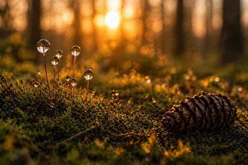 Tableau naturel « Gouttes de rosée sur la mousse au crépuscule » – Photographie macro apaisante avec effet bokeh pour le salon