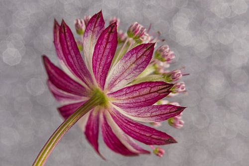 Zeeuws knoopje met gemêleerde grijstinten op de achtergrond