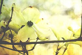 Baum Blumen by Markus Wegner