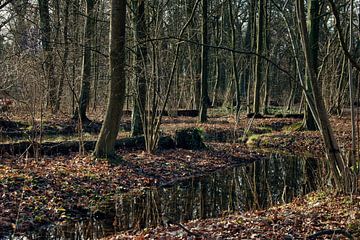 De rivier in het bos. van Elbkind89