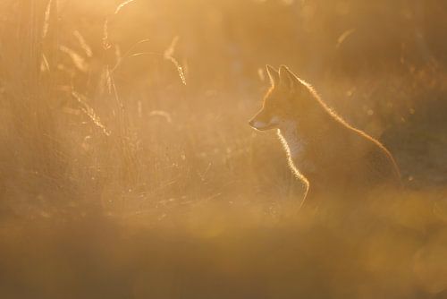 laatste licht van de dag