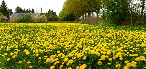 Field with Dandelions