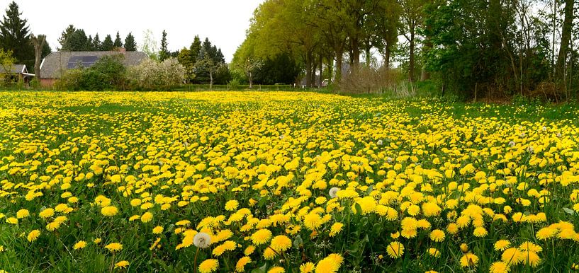Field with Dandelions by Corinne Welp