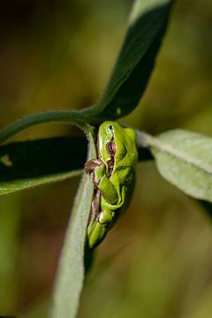 grenouille arboricole prenant un bain de soleil sur Ronenvief