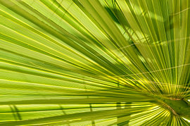 Sunlight Filtering Through Green Palm Frond Texture by Milcho Milev