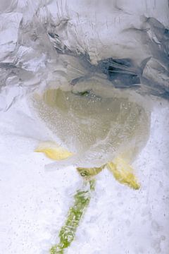 Witte ranonkel in ijs 5 van Marc Heiligenstein