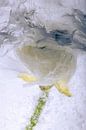 Witte ranonkel in ijs 5 van Marc Heiligenstein thumbnail