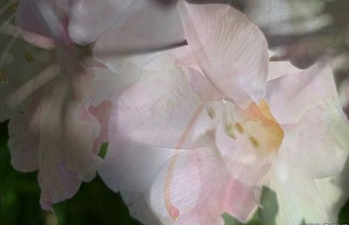 Fleurs mélancoliques