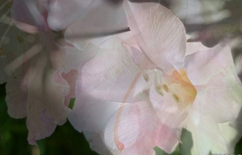 Flowers melancholy by Marianna Pobedimova