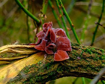 Autumn, mushrooms