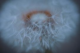 The dandelion as stars in space. by Robby's fotografie