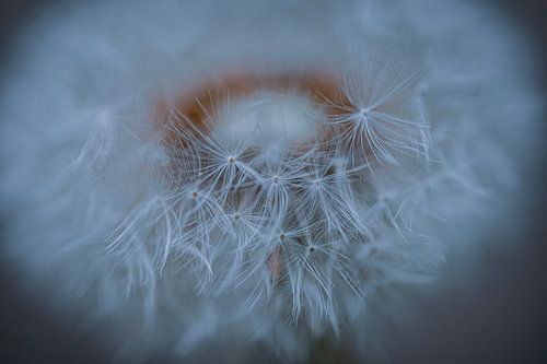 De paardenbloem als sterren in de ruimte.