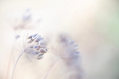 A close-up shot of the seeds of the dill