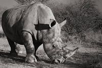 Breitmaulnashorn