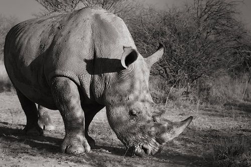 Witte neushoorn