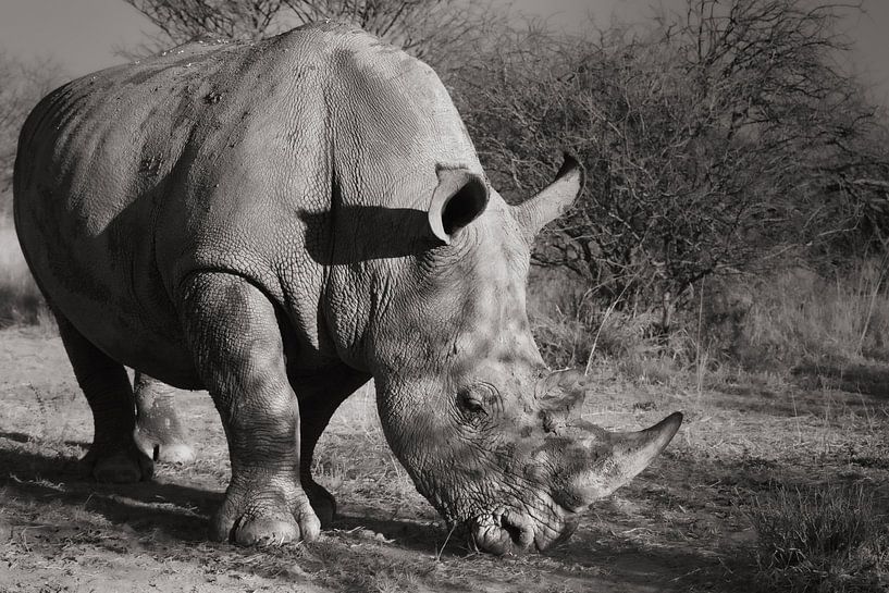 Rhinocéros blanc par Tjana Photography