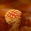 Atmosphärischer Fliegenpilz von Latifa - Natuurfotografie