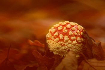 Mouche du coche atmosphérique