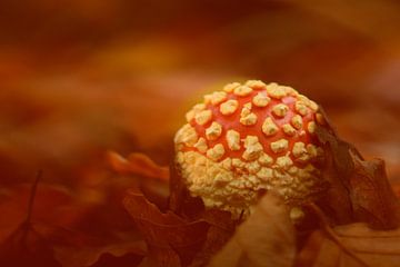 Atmosphärischer Fliegenpilz von Latifa - Natuurfotografie