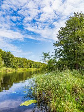 Uitzicht over de Warnow met bomen en riet nabij Papendorf van Rico Ködder