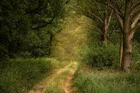 Summer forest path