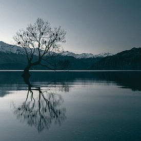 The reflection of the Wanaka Tree in winter by Sophia Eerden