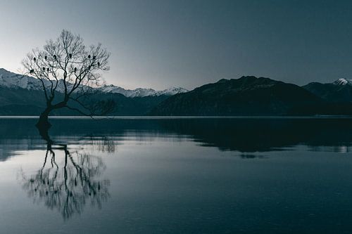 Le reflet de l'arbre Wanaka en hiver sur Sophia Eerden