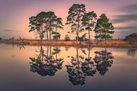 Lever de soleil dans le parc national de Dwingelderveld par Henk Meijer Photography Aperçu