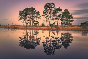Zonsopkomst in het Nationaal Park Dwingelderveld van Henk Meijer Photography