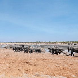 Afrikanische Elefanten (Loxodonta Africana) im Hwange-Nationalpark an einer Wasserstelle von Kees van den Burg