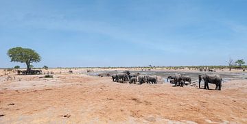 Afrikaanse olifanten (Loxodonta Africana) in Hwange National Park bij een waterpoel van Kees van den Burg