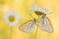 Two Black veined whites in early morning light