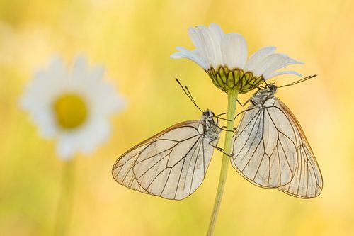 Twee Groot geaderd witjes in vroege ochtendlicht