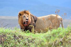 Leo ... full and tired by Wiltrud Schwantz