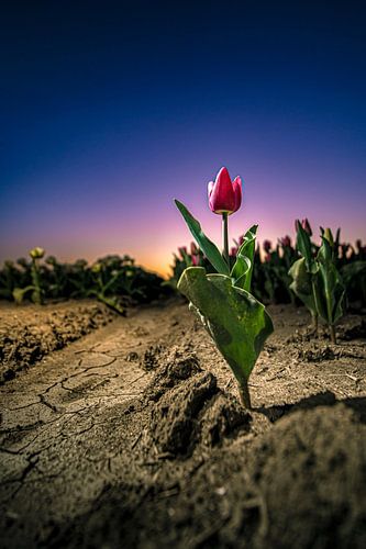 Stoere tulp in het avondrood