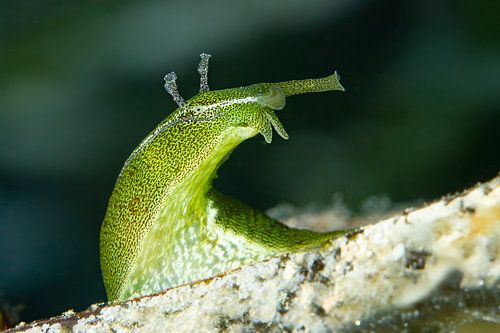 Lapin de mer vert émeraude en gros plan