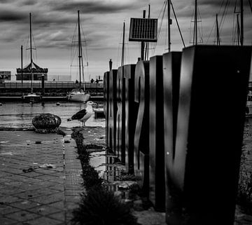 Möwe an der Fischtreppe in Ostende von Benjamien t'Kindt