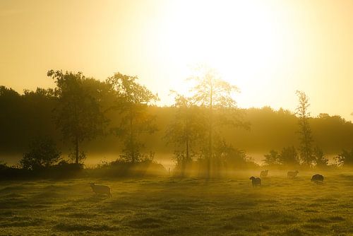Schapen in ochtendnevel