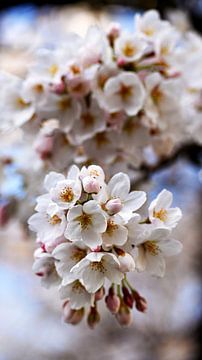 Zarte Kirschblüten in Nahaufnahme von Bambi Lu
