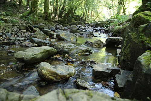 Murmures de la forêt