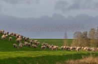 Zwerm vogels en schapen op de dijk par Rolf Pötsch Aperçu