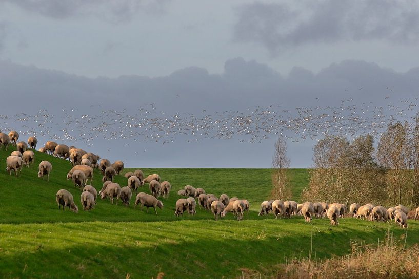 Zwerm vogels en schapen op de dijk par Rolf Pötsch